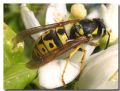 Vespula germanica